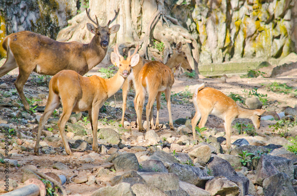 Fototapeta premium Eld's deer is big animal and is herbivores in forest