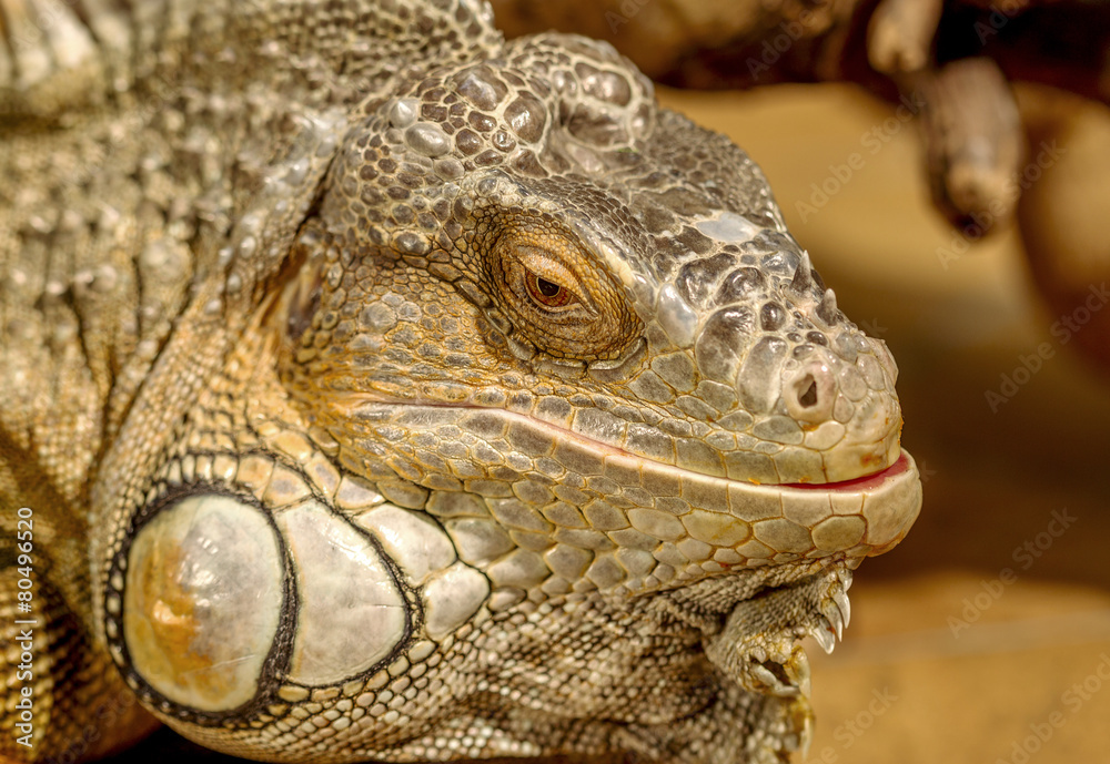 fantastic close-up portrait of tropical iguana. Selective focus, fantastic close-up portrait of tropical iguana. Selective focus,