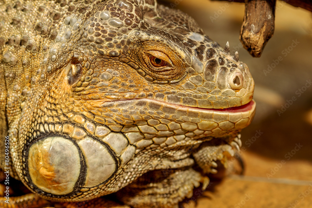 fantastic close-up portrait of tropical iguana. Selective focus, fantastic close-up portrait of tropical iguana. Selective focus,