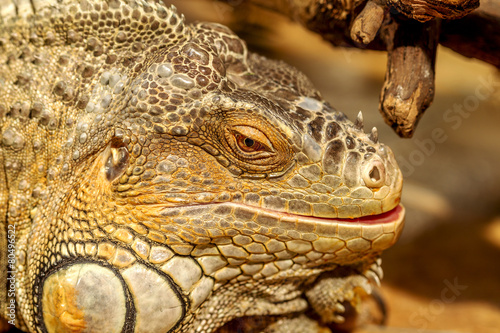 fantastic close-up portrait of tropical iguana. Selective focus 