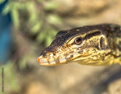 fantastic close-up portrait of tropical iguana. Selective focus,
