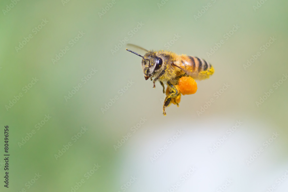 Flying Bee - obrazy, fototapety, plakaty 