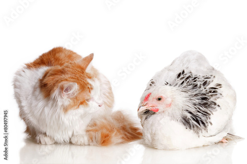 Fototapeta Naklejka Na Ścianę i Meble -  Курица и кошка рядом на белом фоне