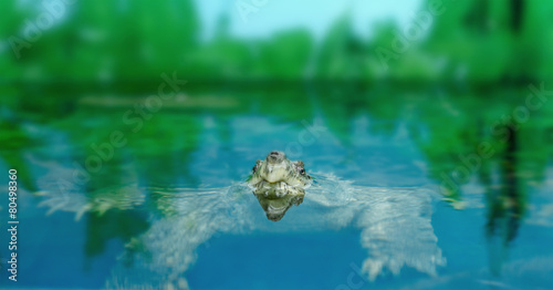 freshwater exotic turtles Matamata
