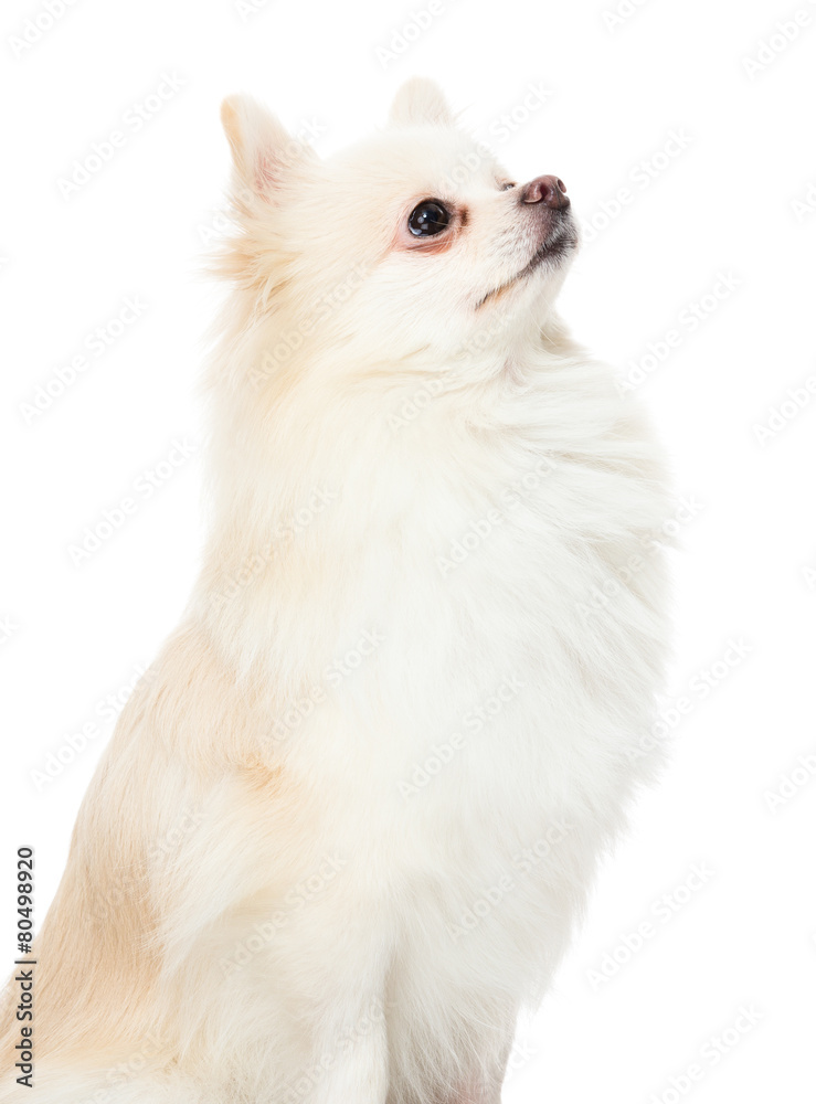 Cute pomeranian puppy looking up
