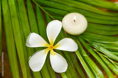 White frangipani flower and candle on wet palm leaf background 