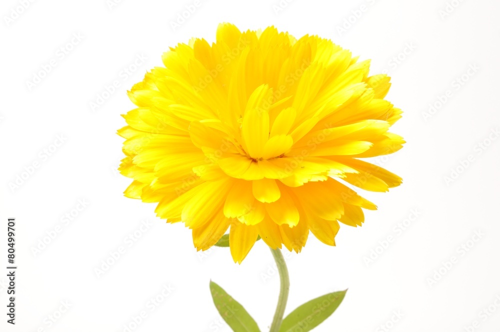  Calendula officinalis