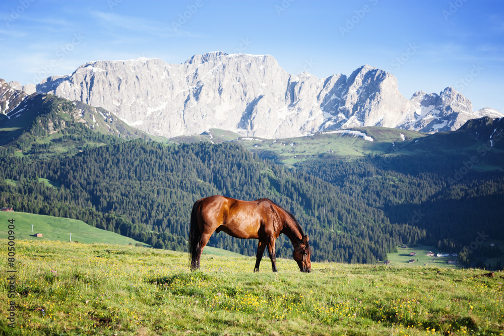 Horse at high mountains meadow