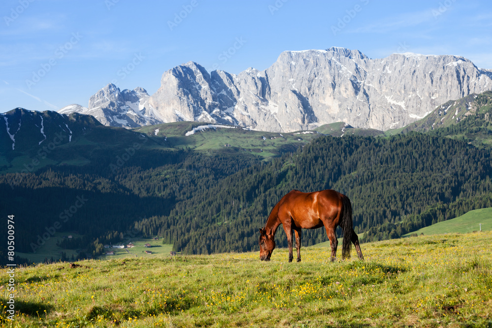 Horse at high mountains meadow