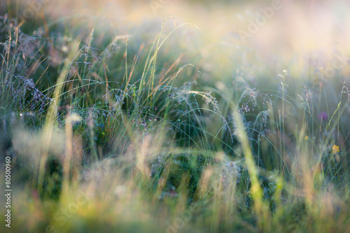 meadow with bright sunlight