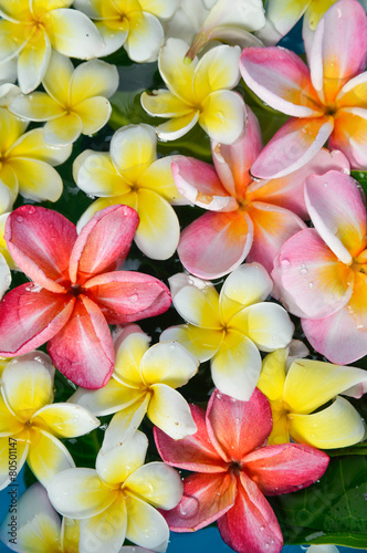Many colorful frangipani in water