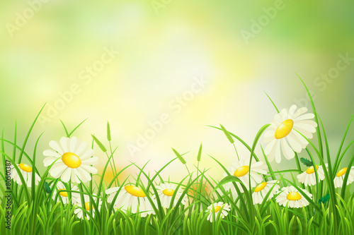 Spring meadow background with green grass and daisies