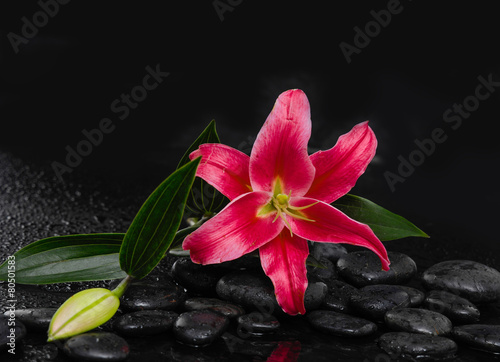 Still life with red lily with bud on wet zen stones