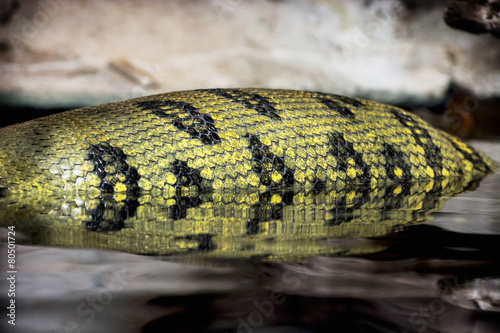Bilde på lerret Green anaconda (Eunectes murinus)