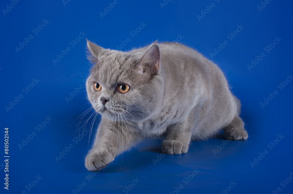 Fototapeta premium Violet British cat isolated on the blue background