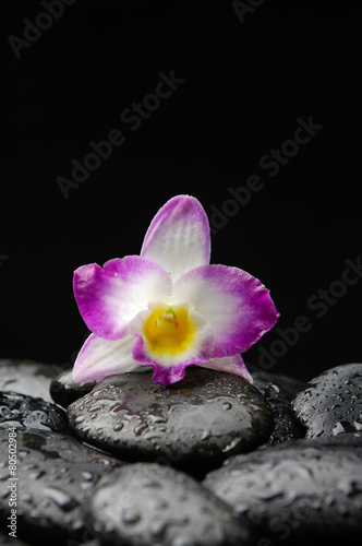 Still life with orchid on wet pebbles
