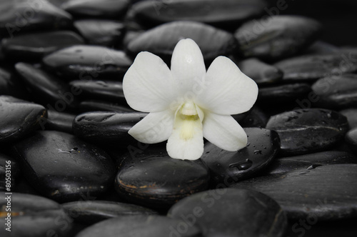  Single white orchid on black pebbles