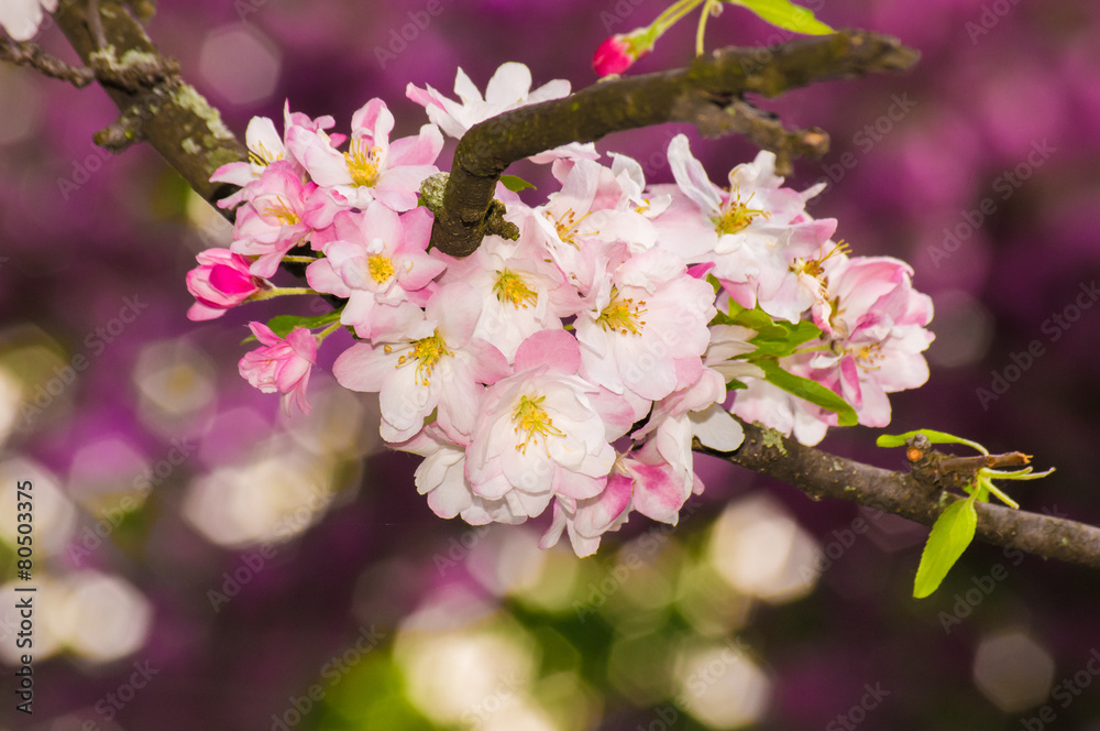 Beautiful pink apple blossom flower. Soft focus. Beautiful pink apple blossom flower. Soft focus.
