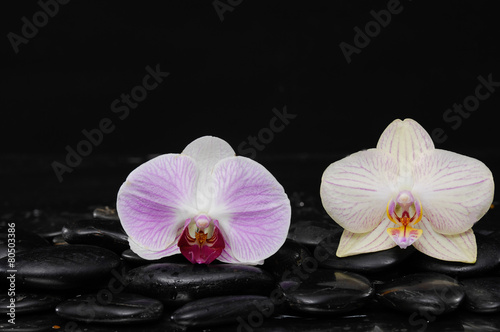 beautiful two orchid and back stones background