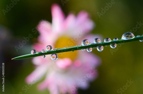 Canvas Print Fresh grass with dew drops