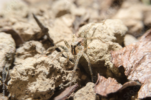 Small spider on the ground with close up detailed view.