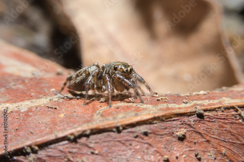 Spider on dry leaf with close up detailed view.