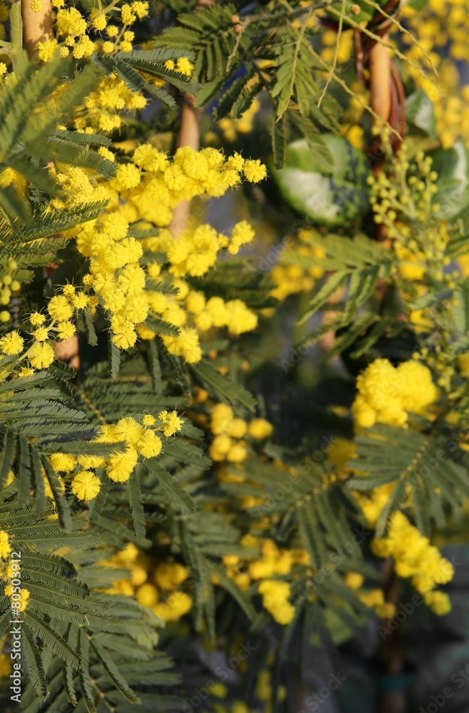 branch of mimosa flowers in March