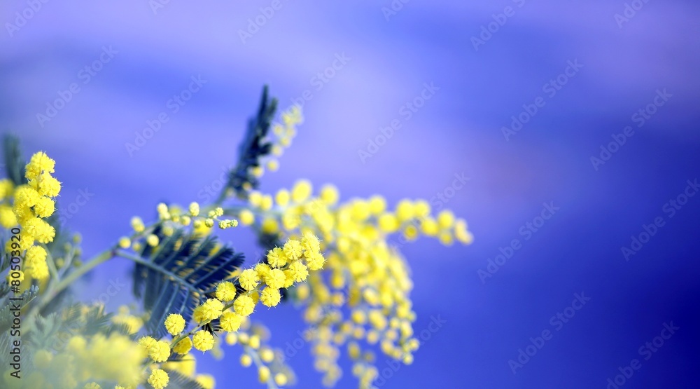 Obraz premium branch of mimosa flowers yellow in March and the blue sky