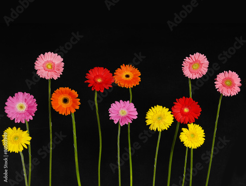 Set of colorful gerbera flowers 