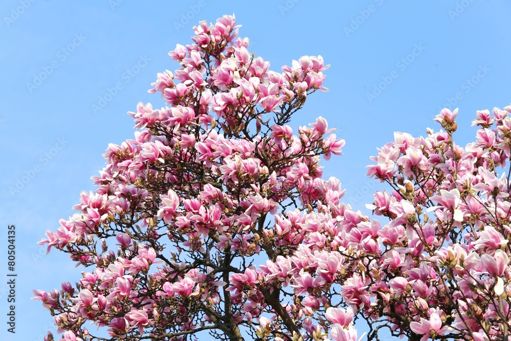 magnolia flower blossoms bloom on the tree in spring magnolia flower blossoms bloom on the tree in spring