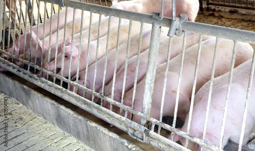 Cuadro en lienzo Pink pigs in the sty of the farm animal breeder
