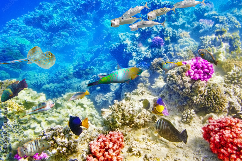 Naklejka premium Underwater world with corals and tropical fish.