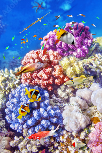 Fototapeta Naklejka Na Ścianę i Meble -  Underwater world with corals and tropical fish.