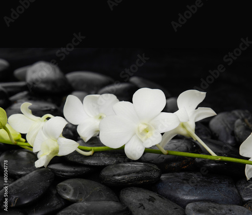 beautiful branch white orchid on wet back stones background