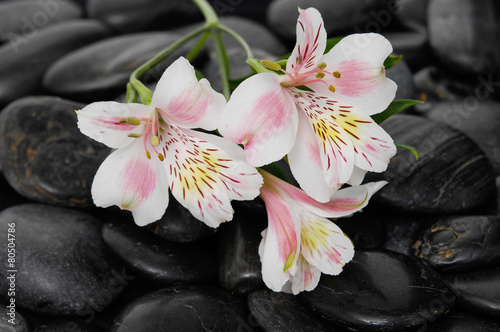 Set of branch orchid on wet black stones