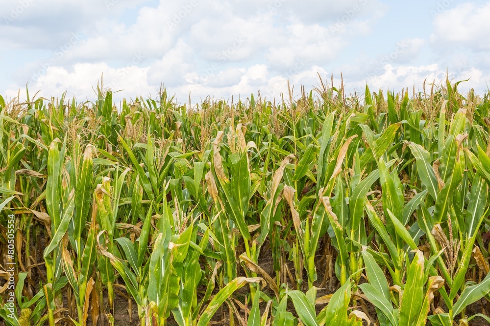 Fototapeta premium Corn field under blue sky