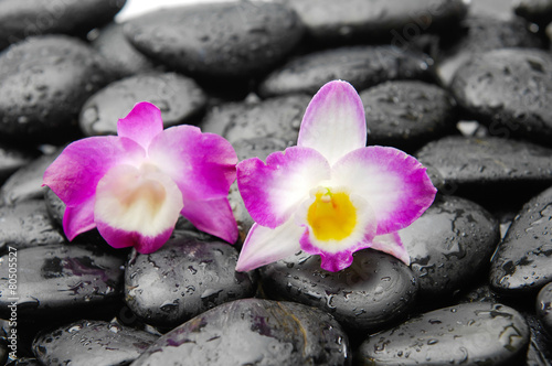 beautiful two orchid and back stones background