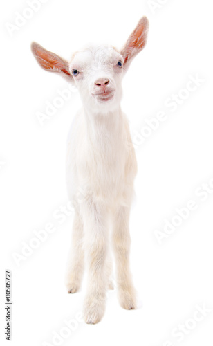 Portrait of a white goat in full length