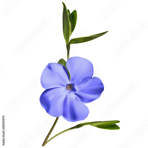 Periwinkle flower
