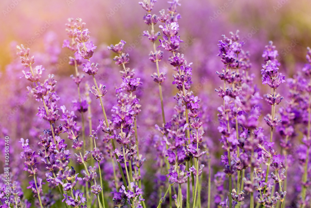Purple fields of lavender flowers, sunset time Purple fields of lavender flowers, sunset time