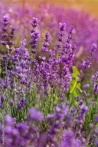 Purple fields of lavender flowers, sunset