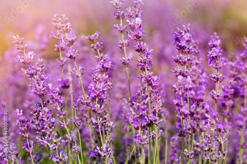 Purple fields of lavender flowers  sunset time