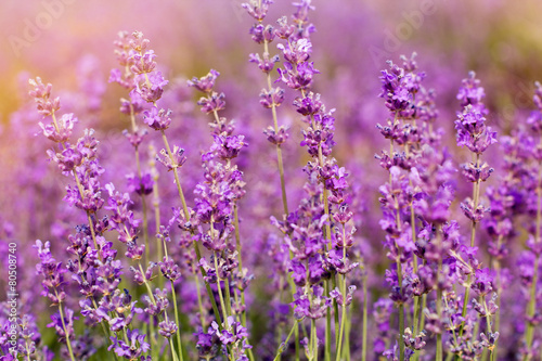 Purple fields of lavender flowers, sunset time