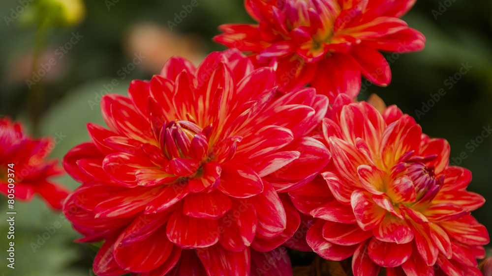 Herbstblumen, Dahlie, Herbstgarten, Dahlienblüte, Gartenkultur, Blumengarten, Blumenzucht, Herbst, Südtirol, Italien Herbstblumen, Dahlie, Herbstgarten, Dahlienblüte, Gartenkultur, Blumengarten, Blumenzucht, Herbst, Südtirol, Italien