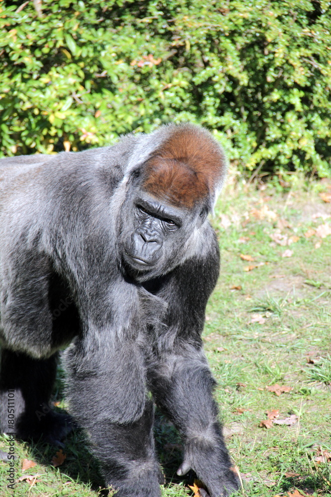 Obraz premium Flachlandgorillas