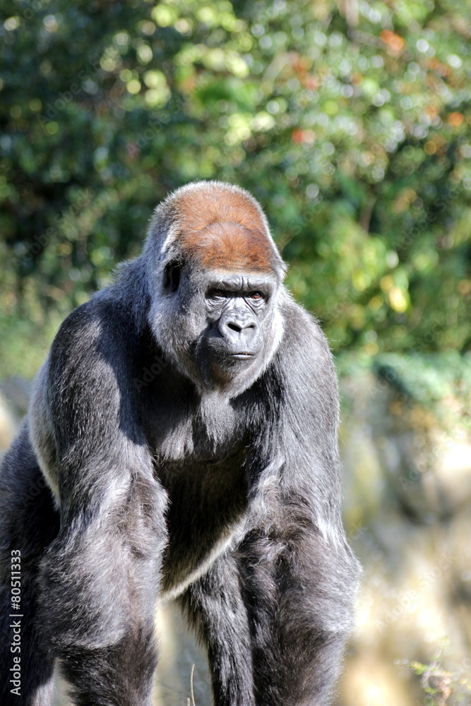 Naklejka premium Flachlandgorillas