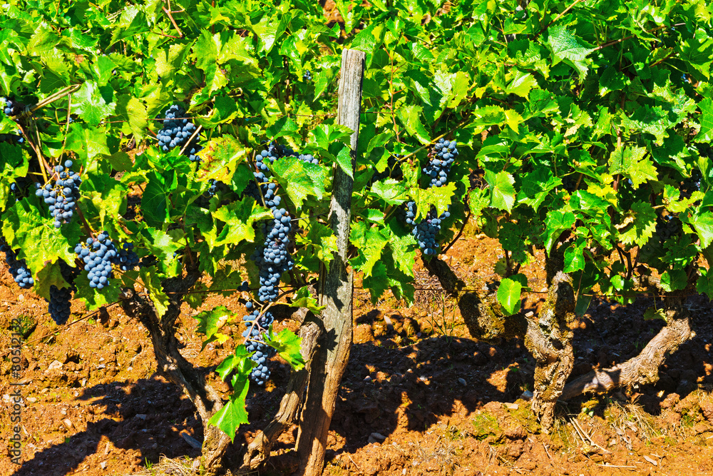 Ripe Grapes Ripe Grapes