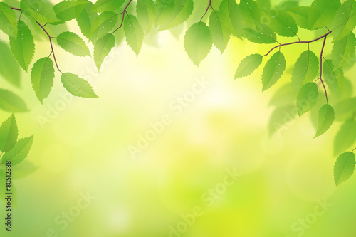 Green beech leaves background, vector illustration
