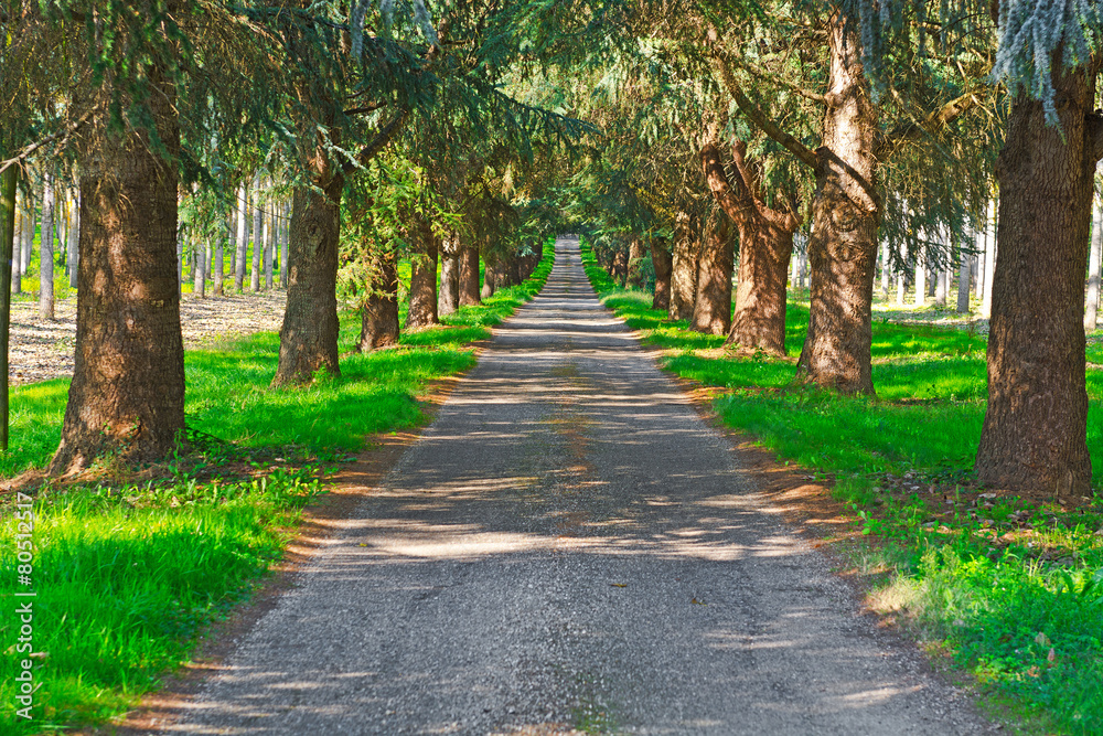 Forest Road