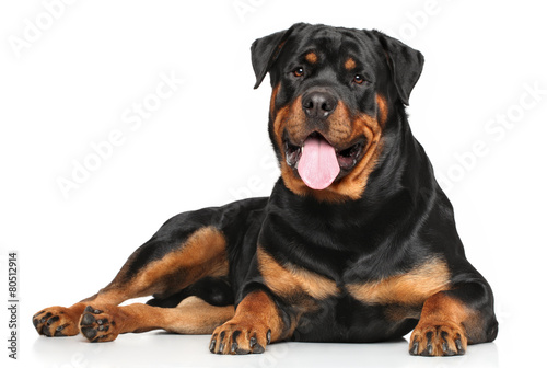 Canvas Print Rottweiler lying on white background